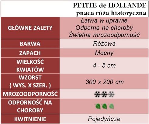Petite de Hollande